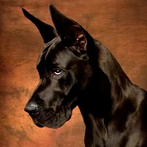Great Dane Dog Simulator 3D MOD Unlimited Money 1.3.1 Great Dane Dog Simulator 3D MOD Unlimited Money 1.3.1