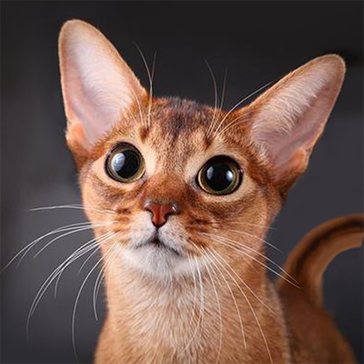 Talking Abyssinian Cat (MOD Unlimited Money) 1.2.2